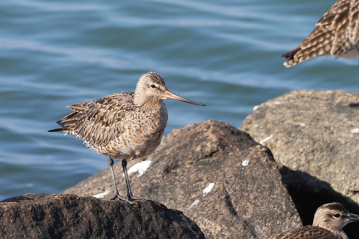 t_アメリカオグロシギ20250430_05