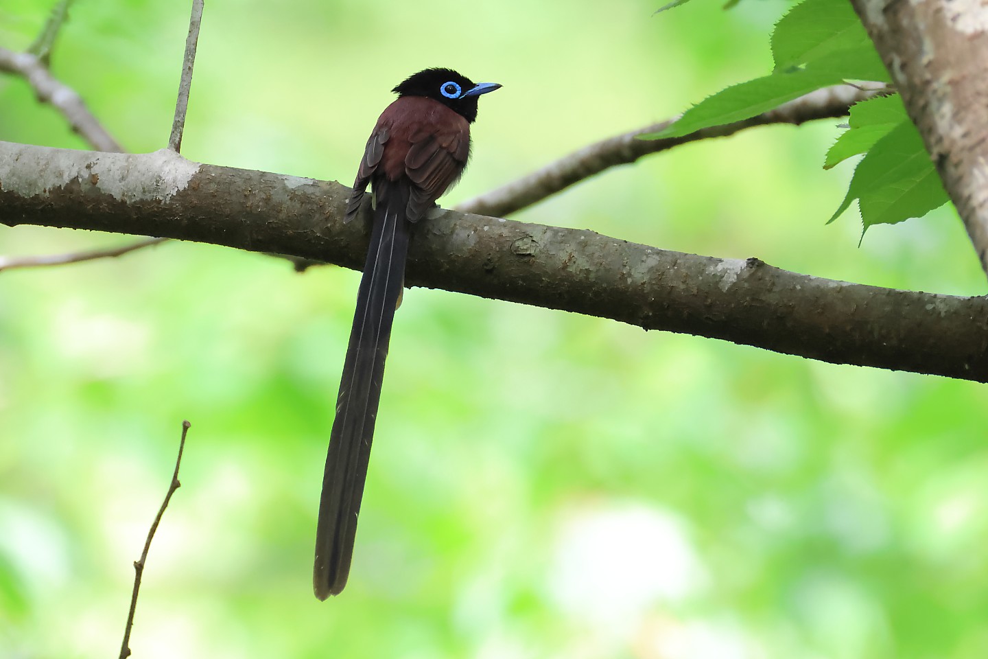 t_サンコウチョウ20250519_07