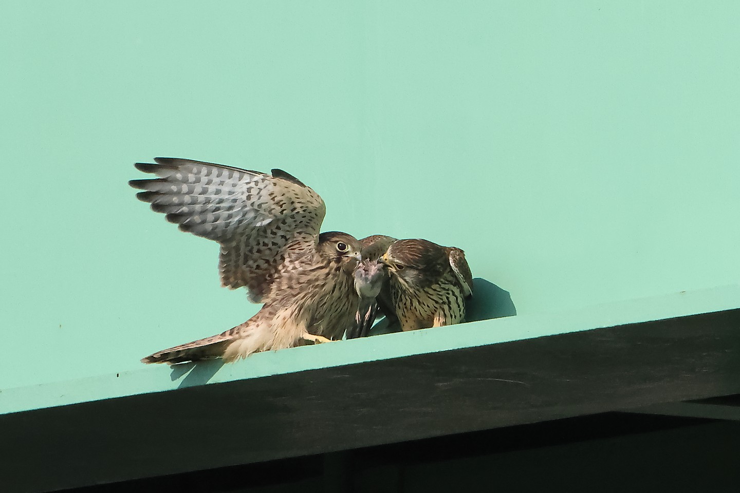 t_チョウゲンボウ20250601_01