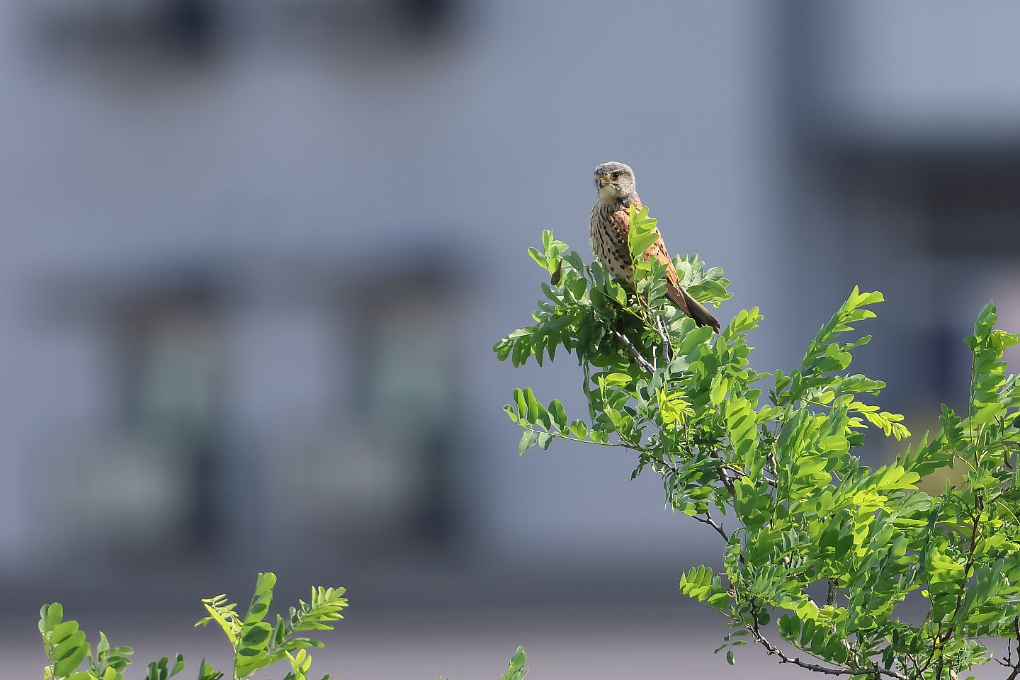 t_チョウゲンボウ20250601_06