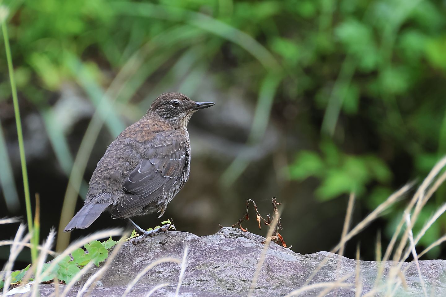 t_カワガラス20250620_01