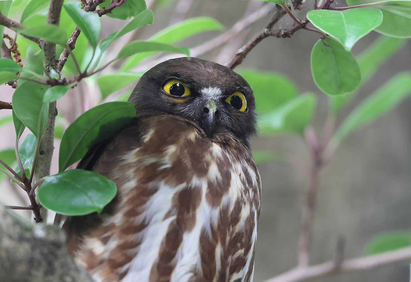 t_アオバズク20250709_01