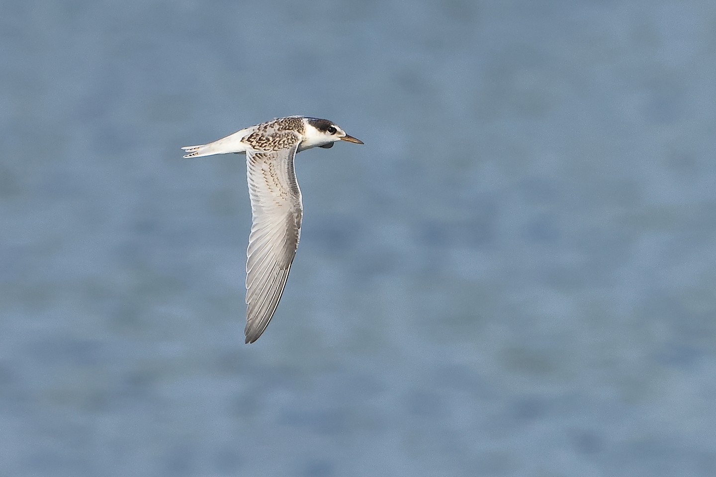 t_コアジサシ20250711_02