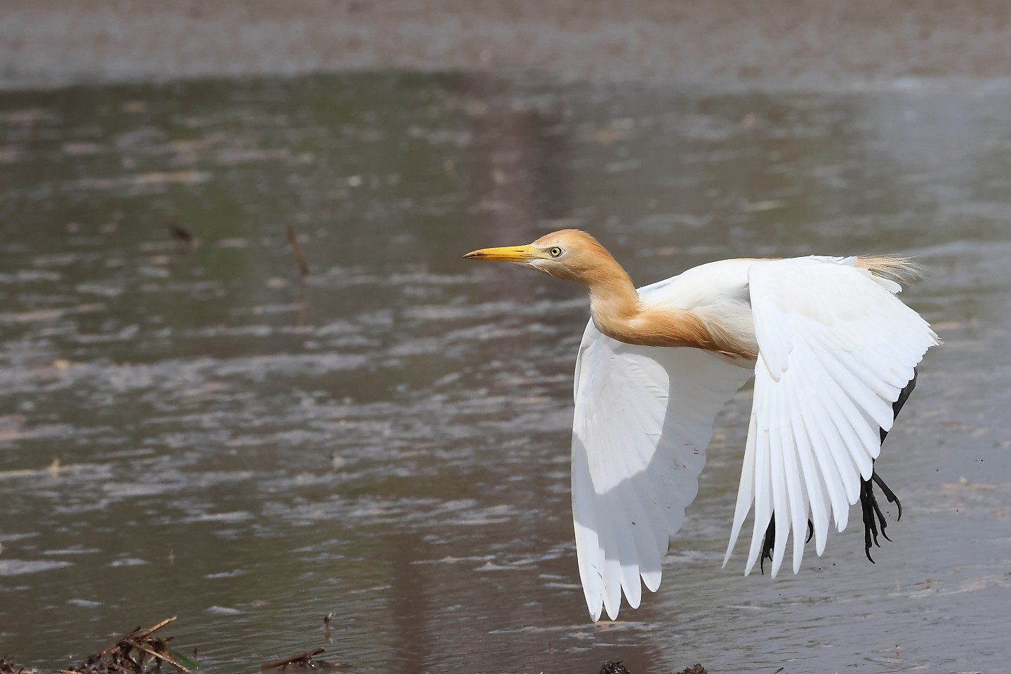 t_アマサギ20250715_02