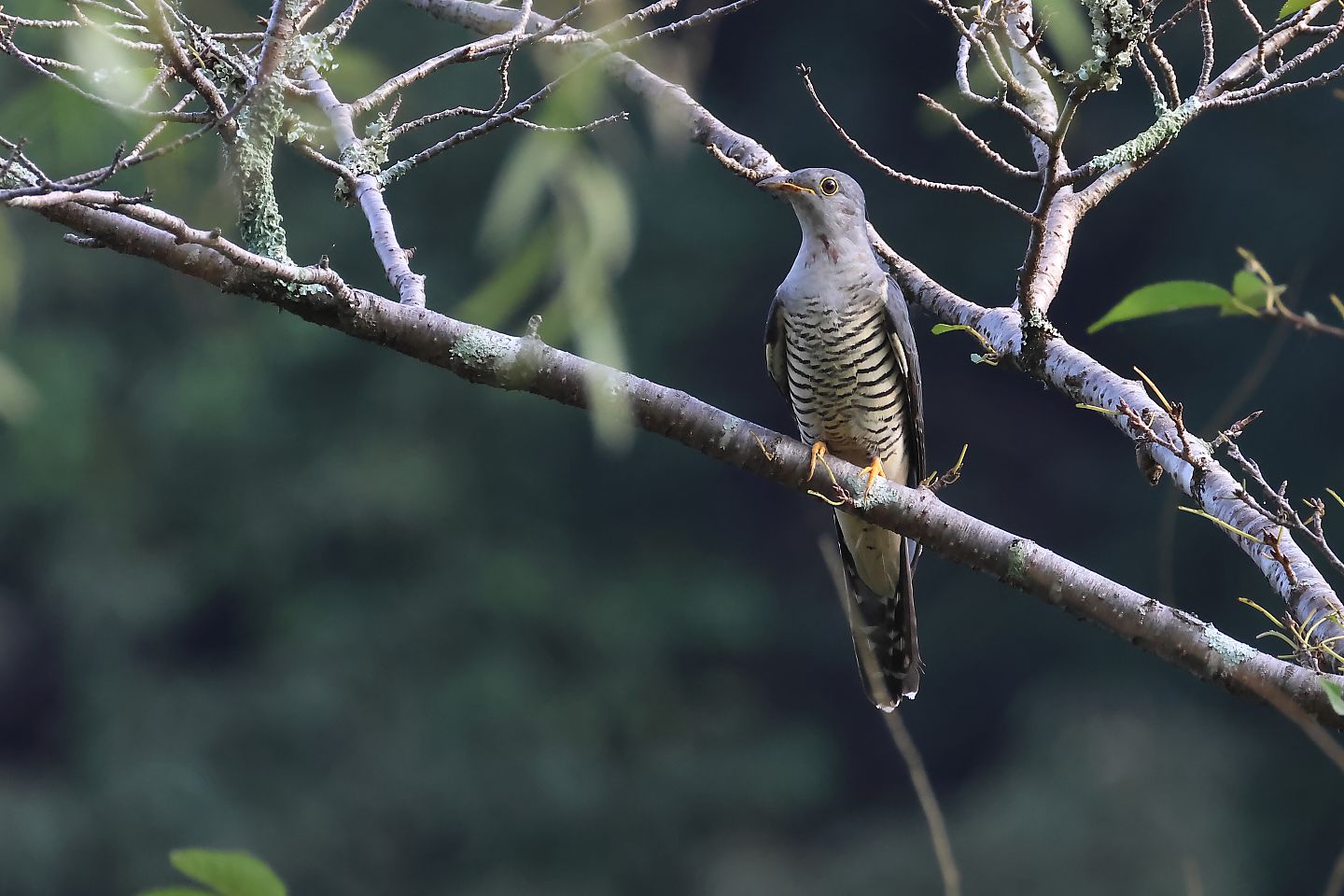 t_ツツドリ20250915_02