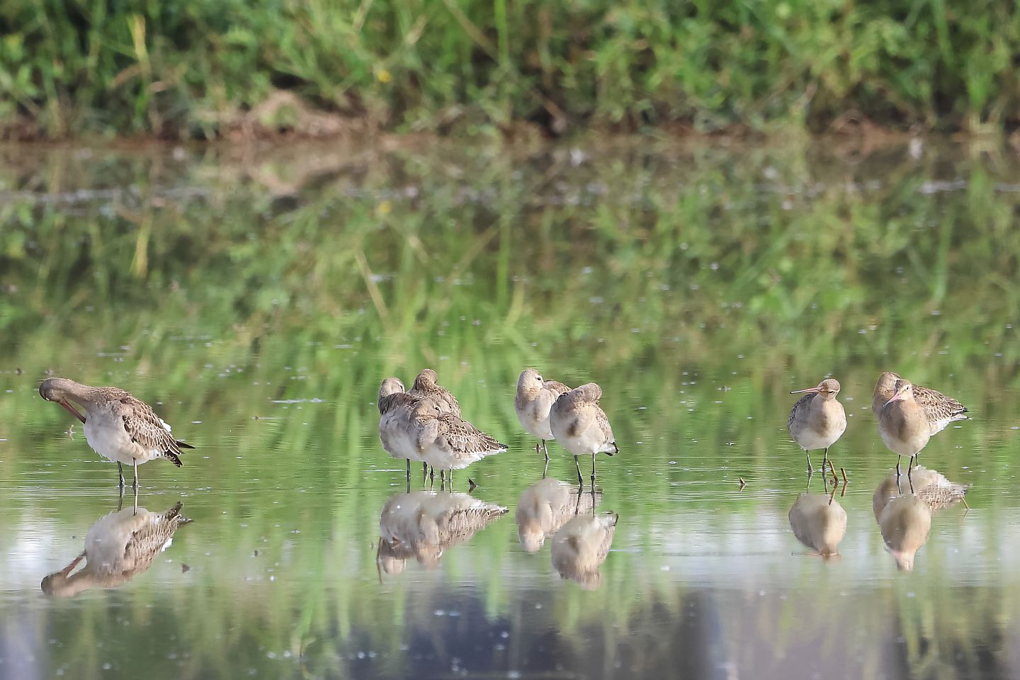 t_オグロシギ20250923_02