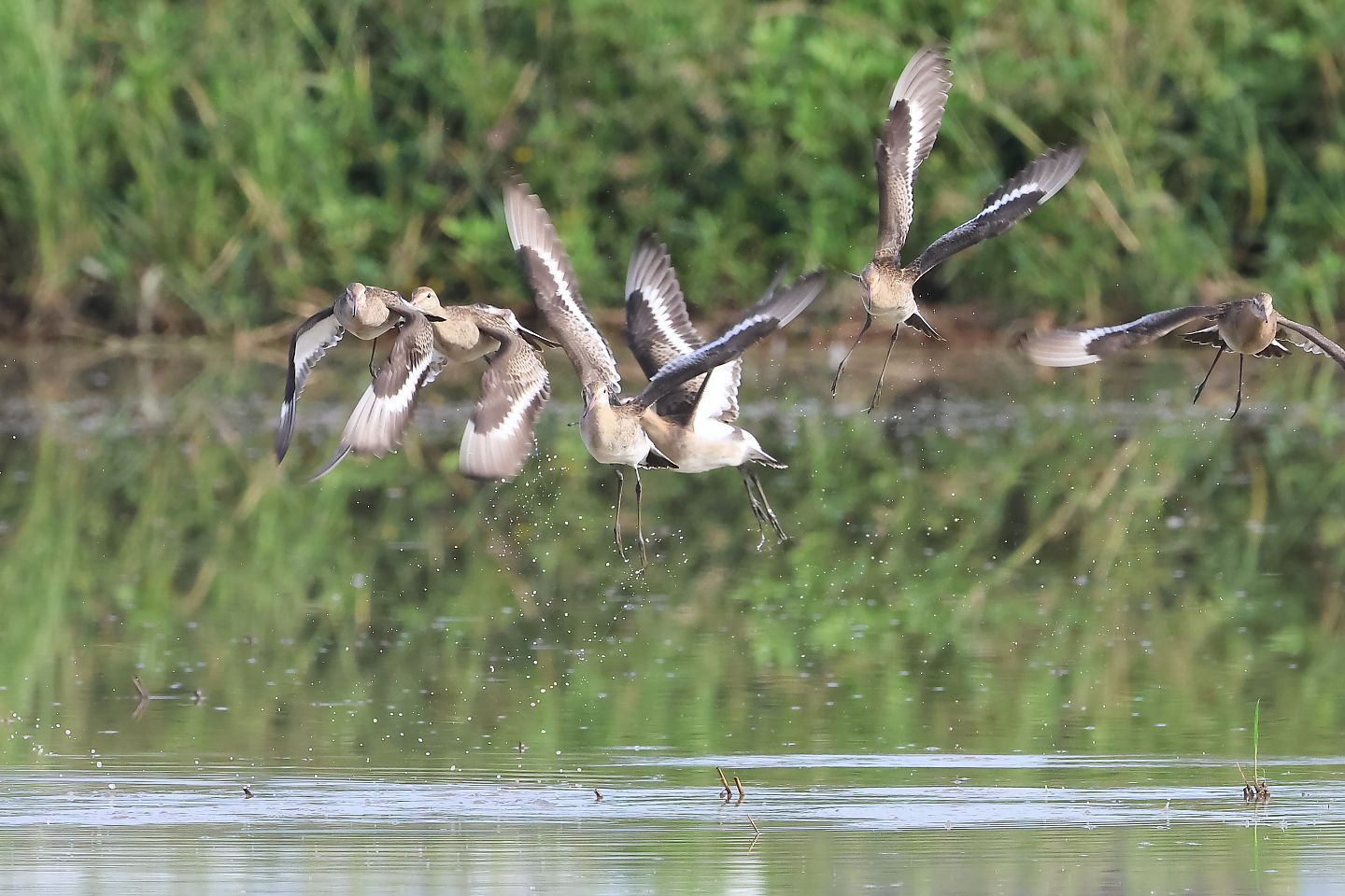 t_オグロシギ20250923_03