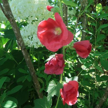 IMG_2286 - コピー