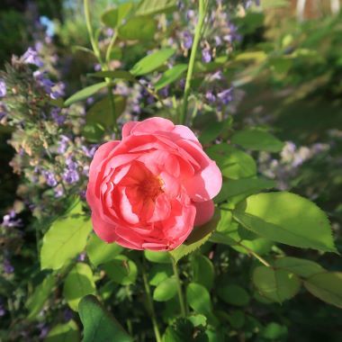 IMG_2313 - コピー