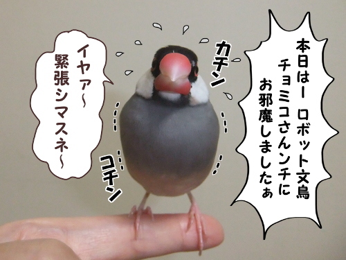 突撃チョミコのご飯2-チョミコさんちにお邪魔