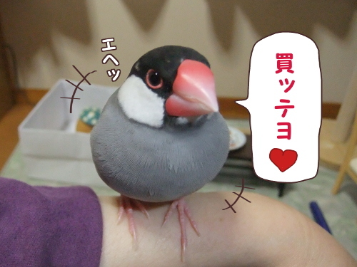 ケージ購入顛末記3-買ってよ