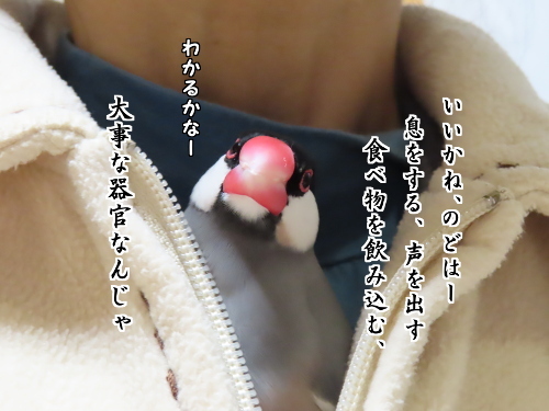 のど仏さま4-大事な器官よ