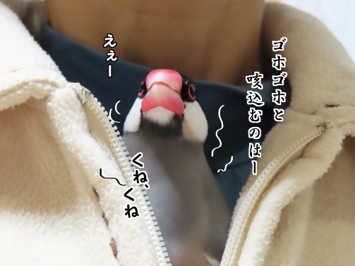 のど仏さま5-咳込むのっはー