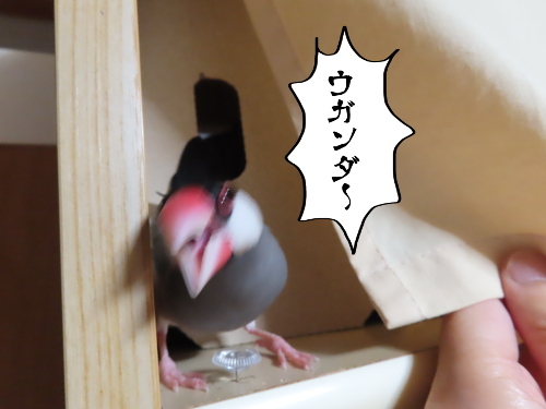 妖怪人間チョロ10-ウガンダ