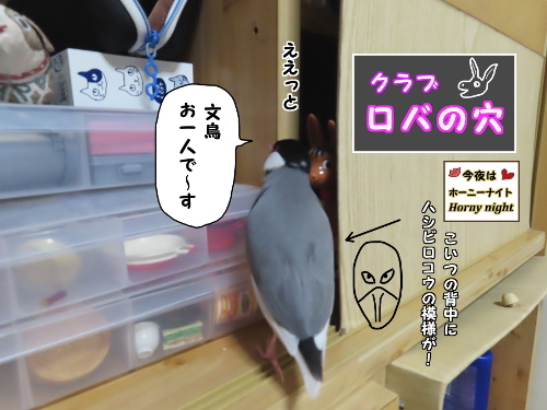 出入り禁止です-3-文鳥一人です