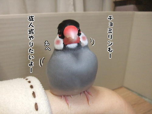 いまさら成人式1-やりたいよ