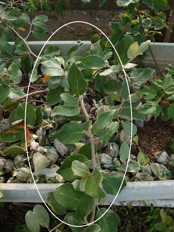 02プランター (1)