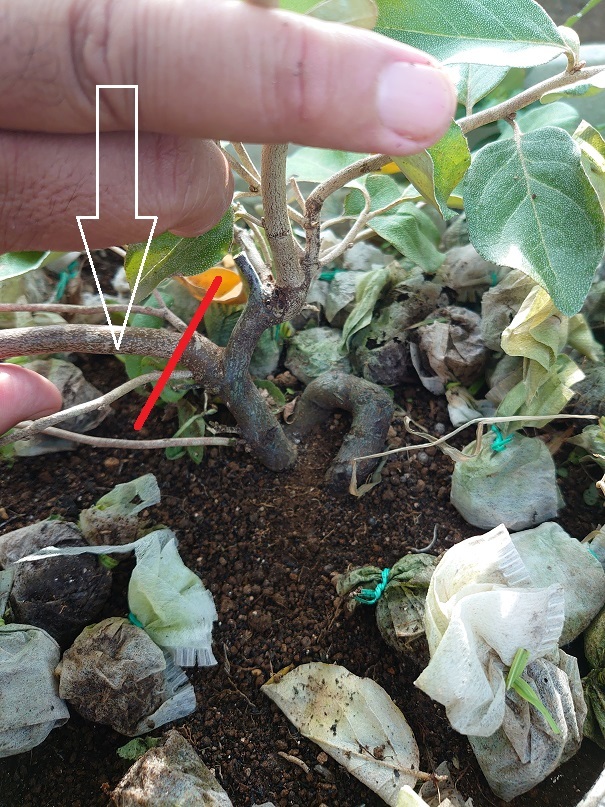 02プランター (2)