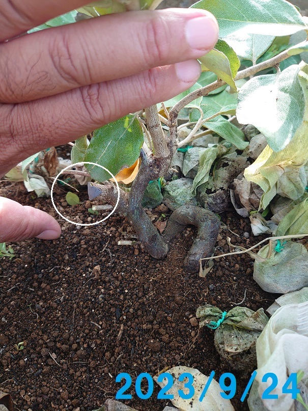 02プランター (3)