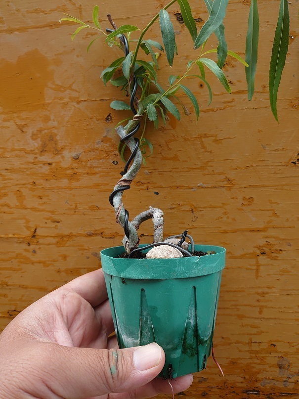 04シダレヤナギ (2)