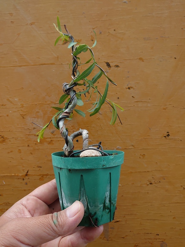 04シダレヤナギ (3)