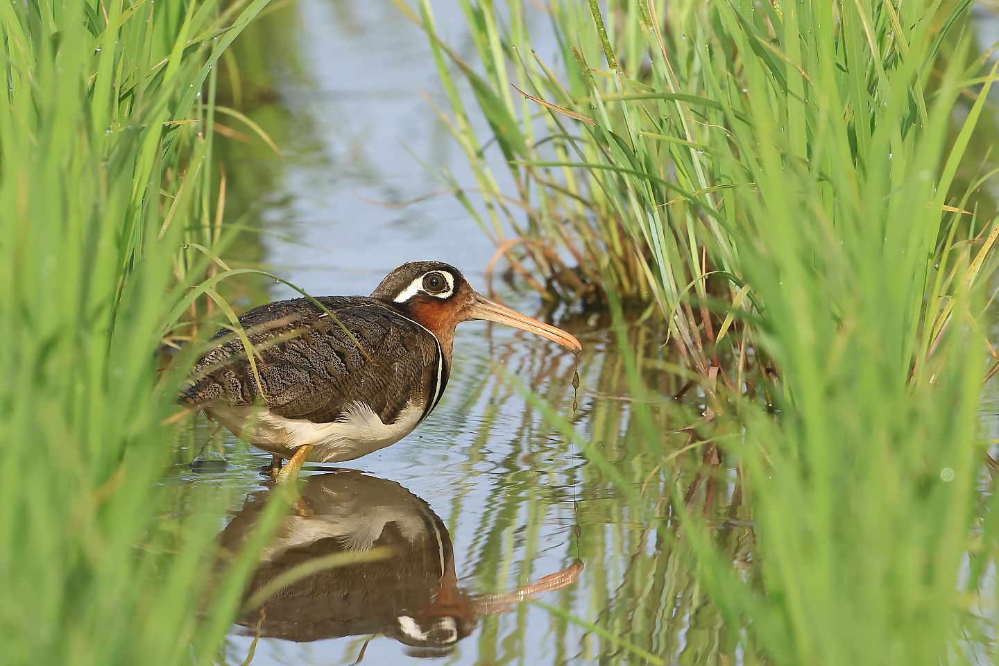 t_タマシギ20230527_01