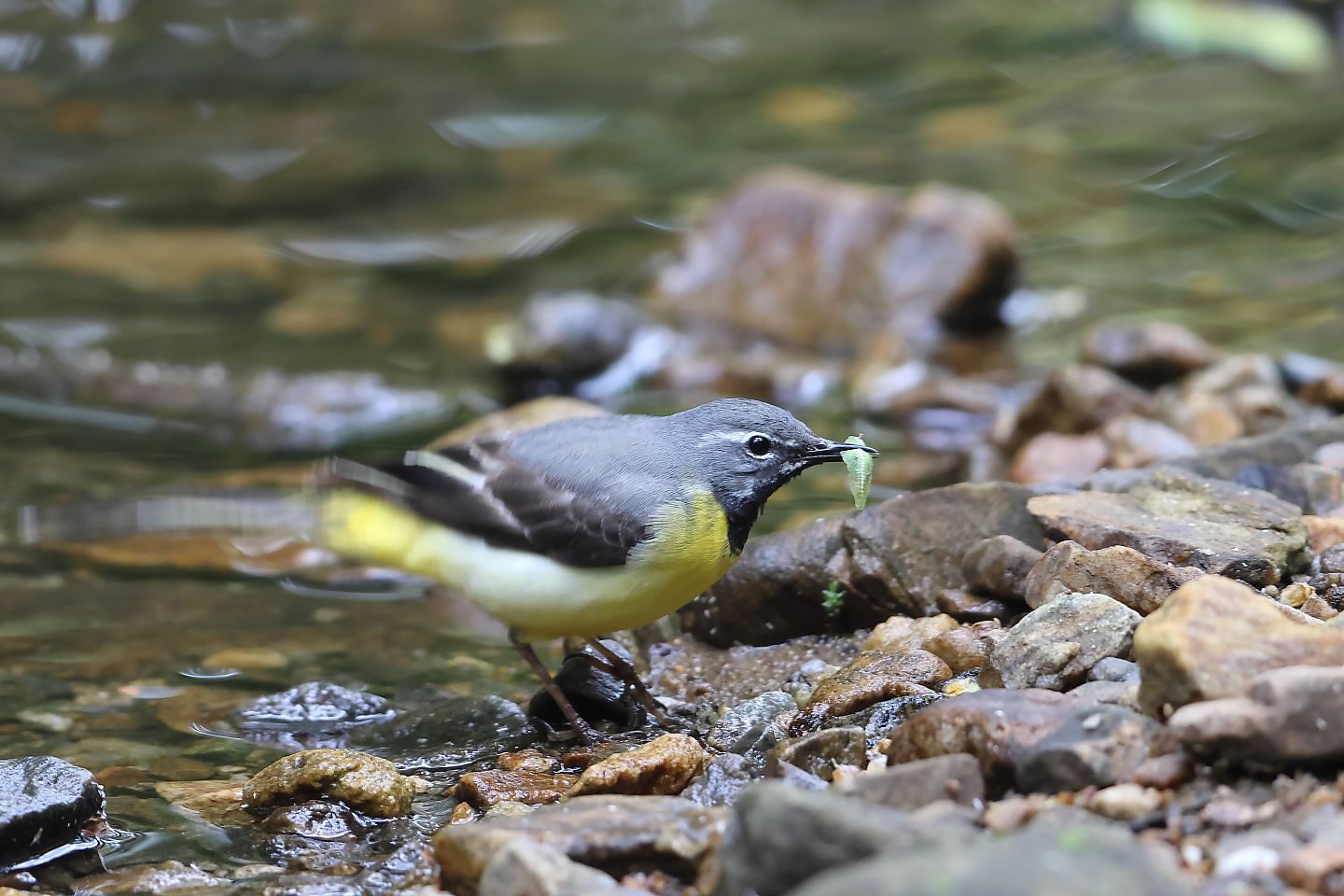 t_キセキレイ20230525_01