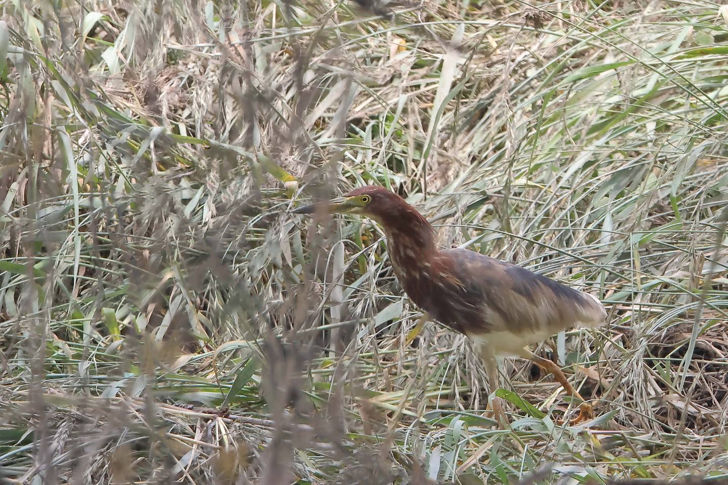 t_アカガシラサギ20230607_03