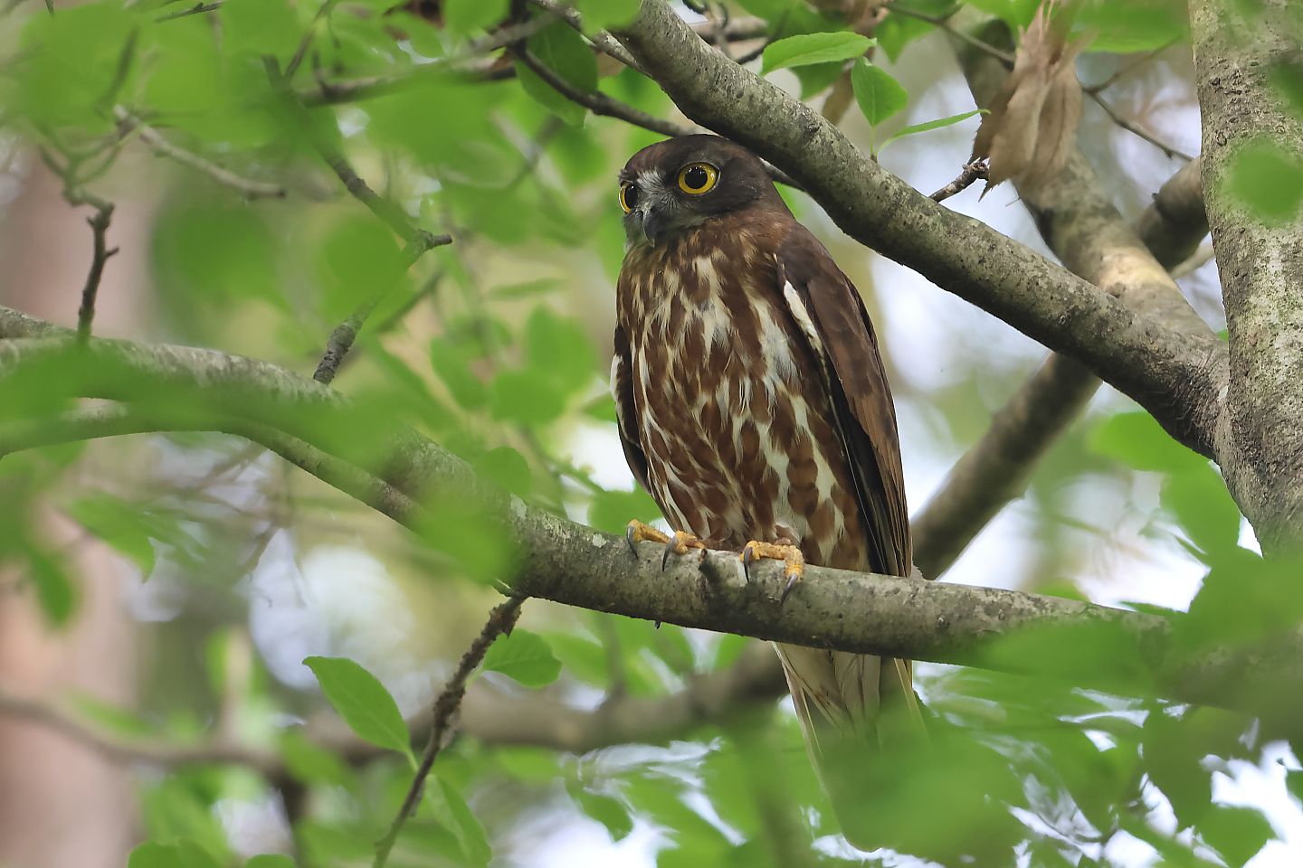 t_アオバズク20230608_03