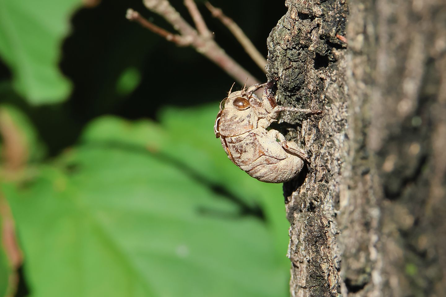 t_ニイニイゼミ20230720_02