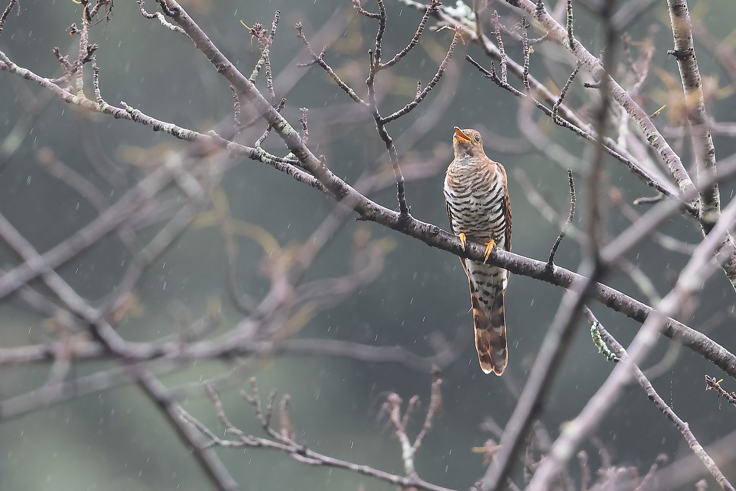 t_ホトギス20230825_02