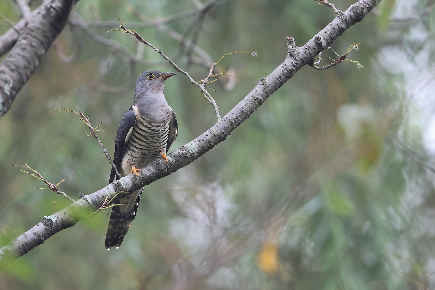 t_ツツドリ20230904_01