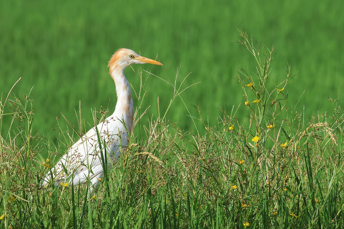 t_アマサギ20230903_01