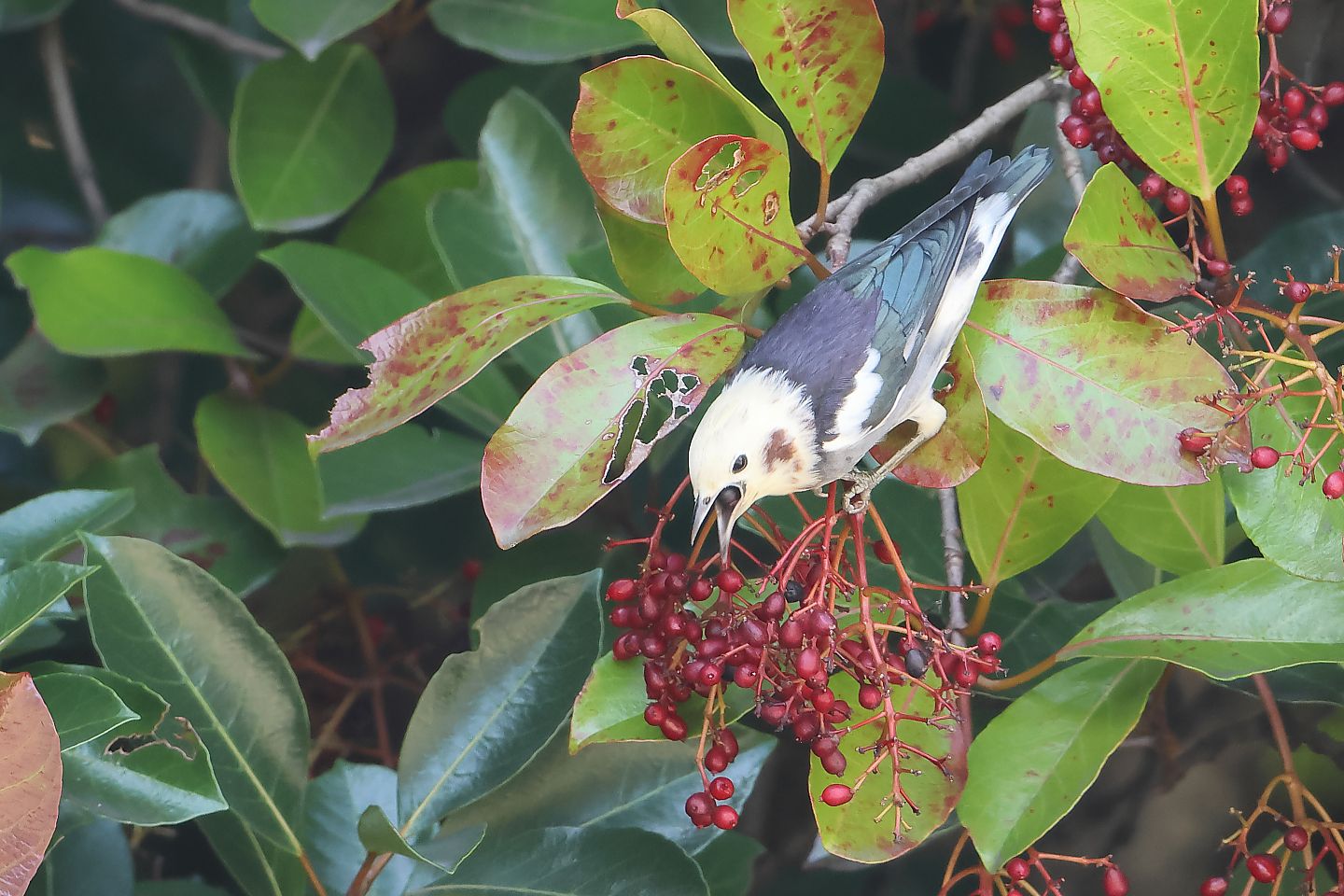 t_コムクドリ20230924_02