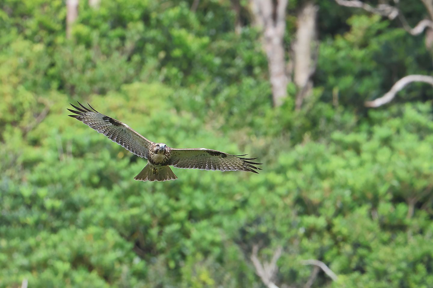 t_ノスリ20231002_01