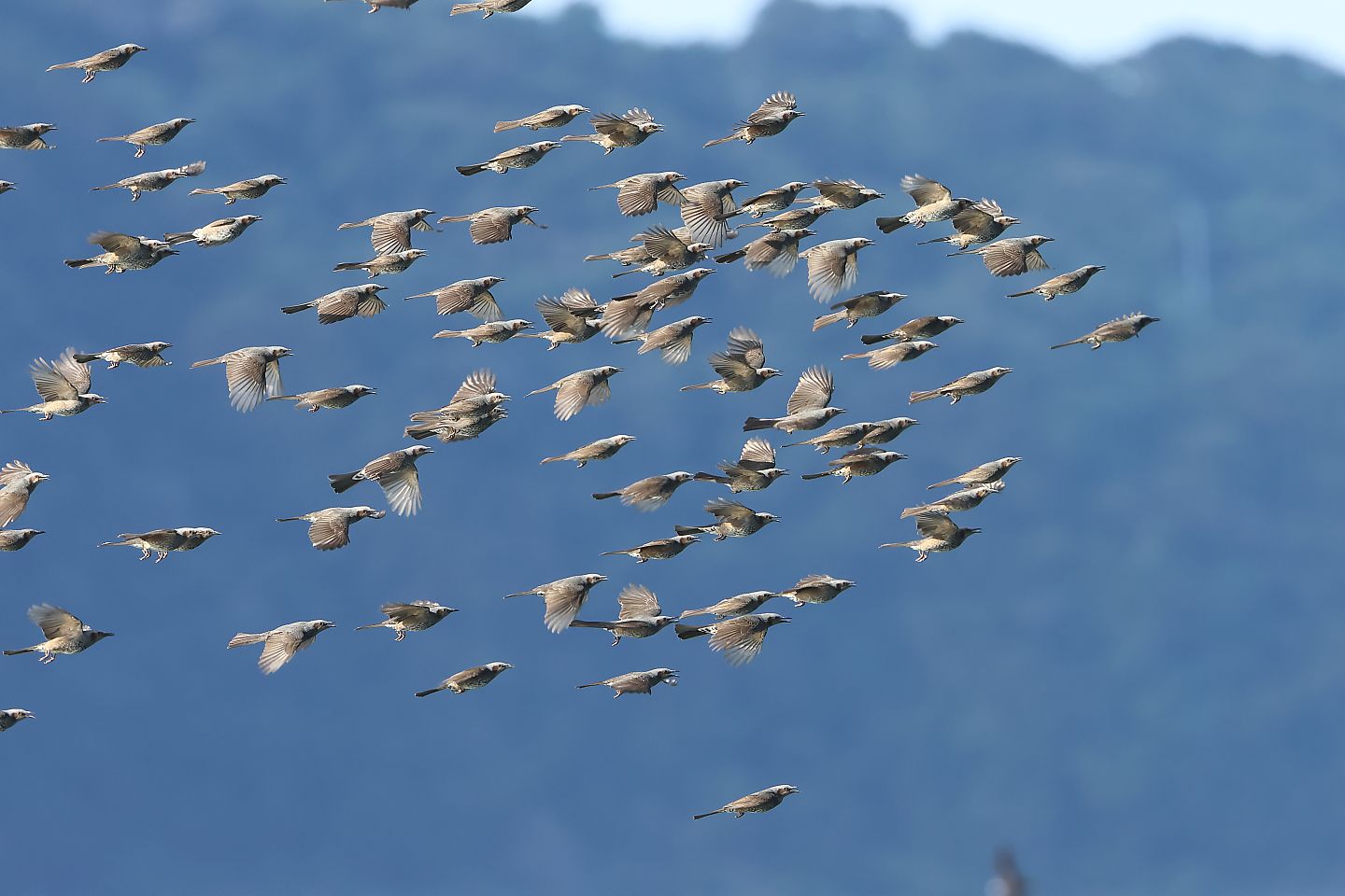 t_ヒヨドリ20231002_03