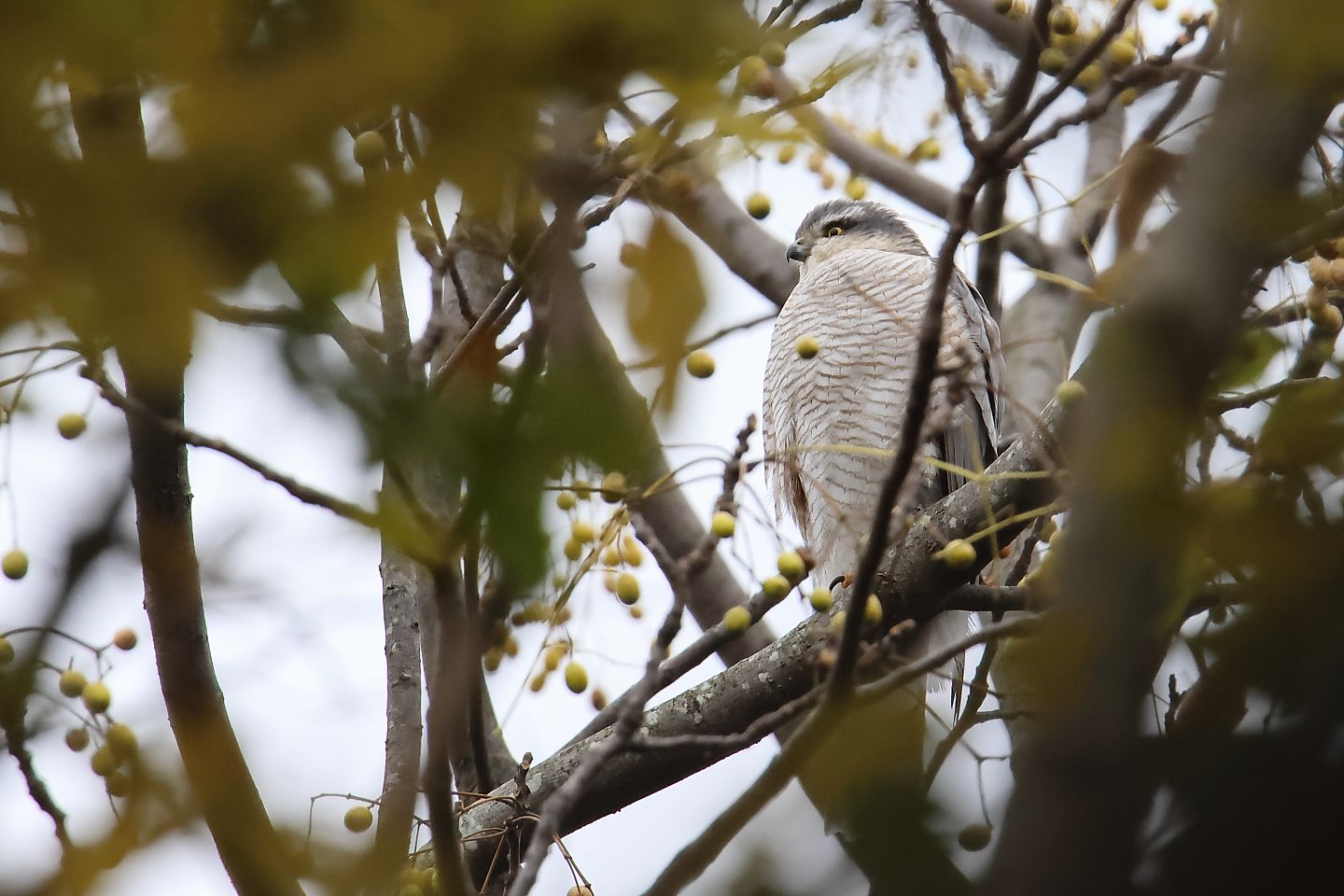 t_ハイタカ20231203_01