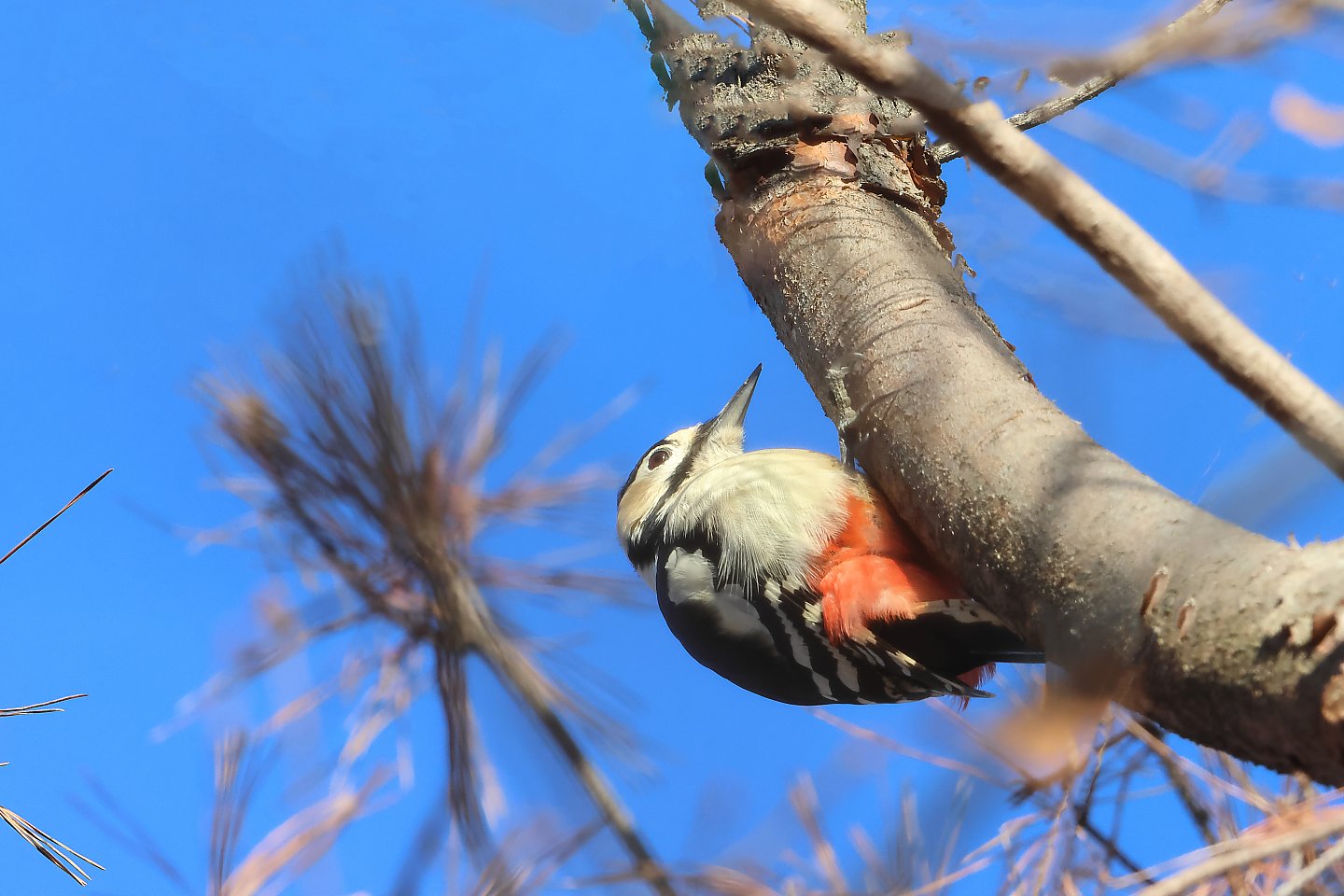 t_アカゲラ20231228_03_2