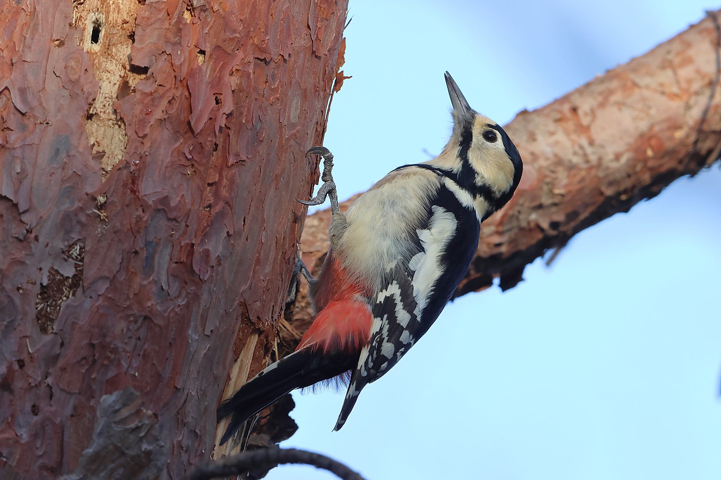 t_アカゲラ20231228_01