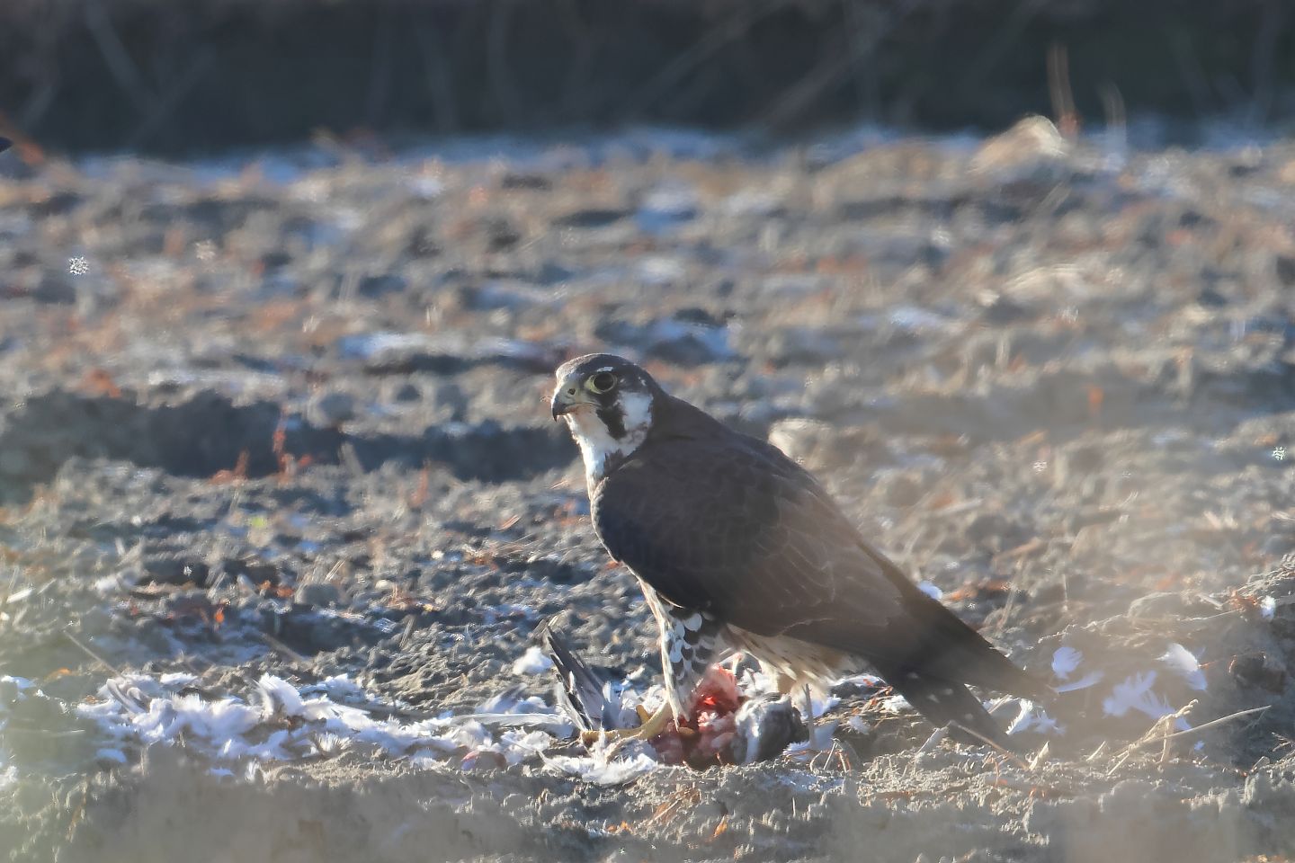 t_ハヤブサ20240105_01