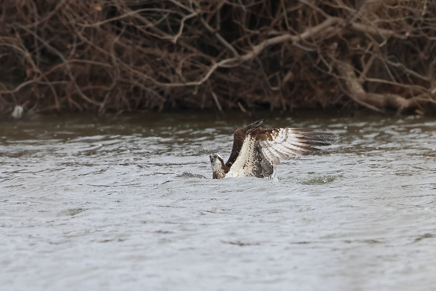 t_ミサゴ20240107_03