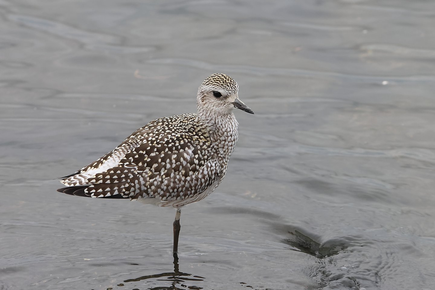 t_ダイゼン20250925_02