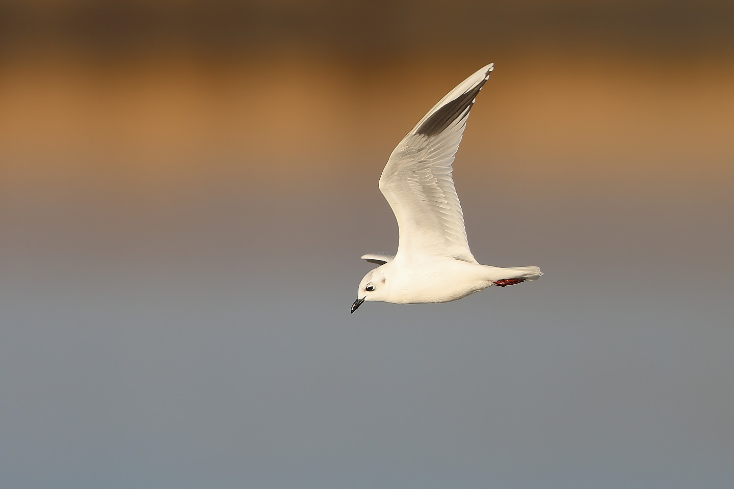 t_ズグロカモメ20260114_02