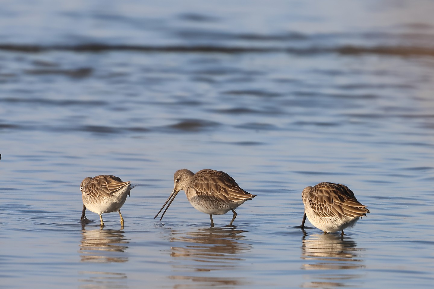 t_オオハシシギ20260117_03