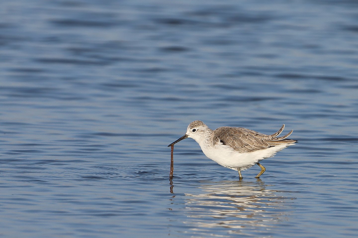 t_コアオアシシギ20260117_01