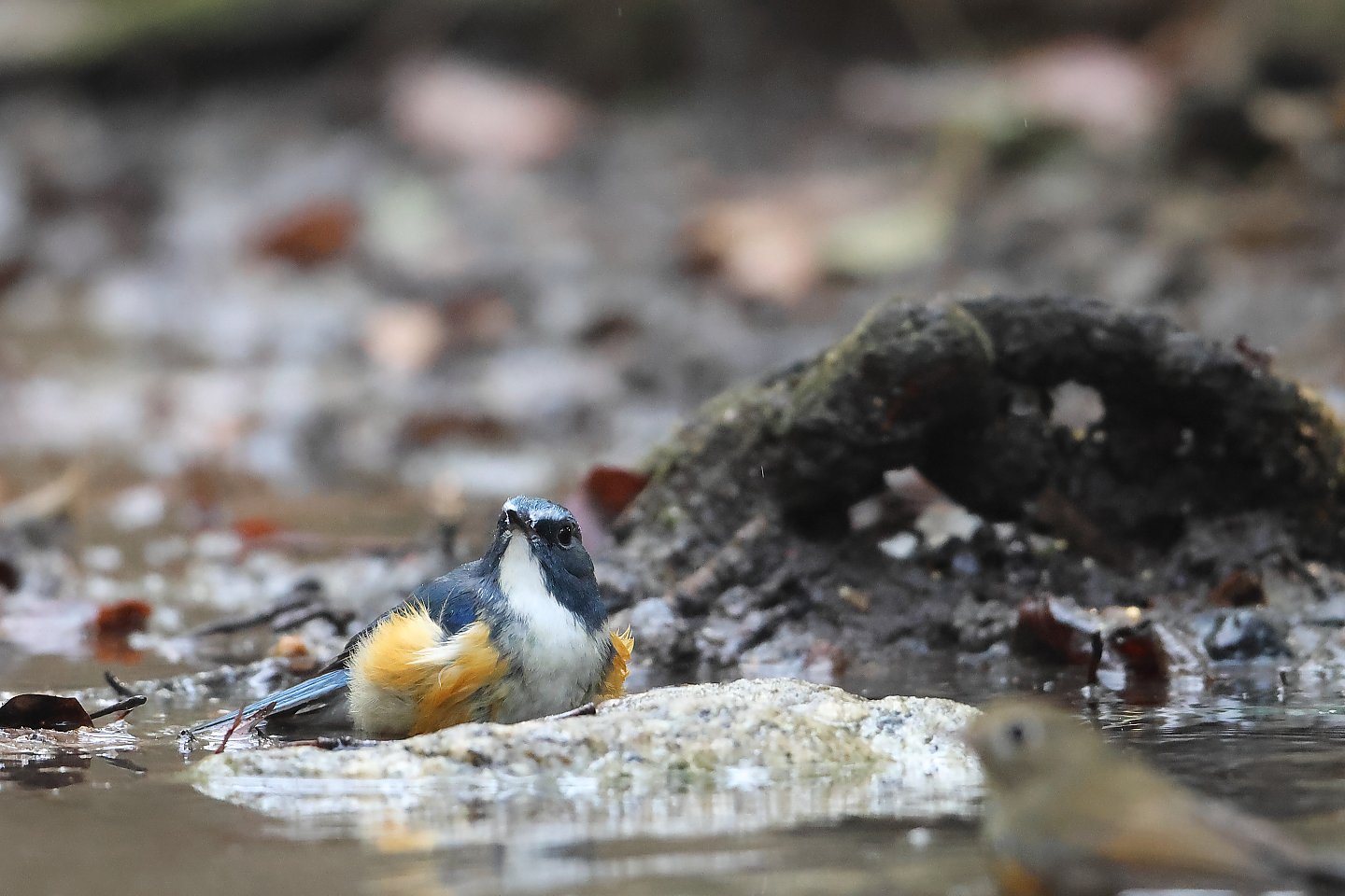 t_ルリビタキ20260119_03