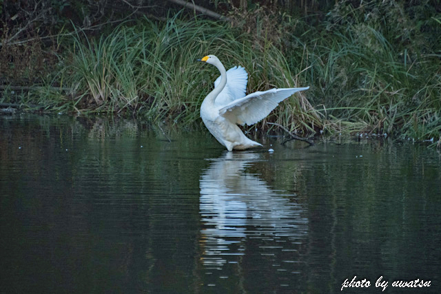 白鳥 (1)