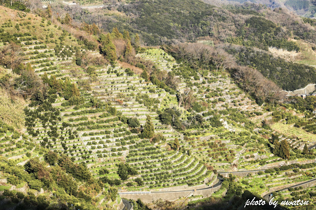 狩江段々畑 (2)