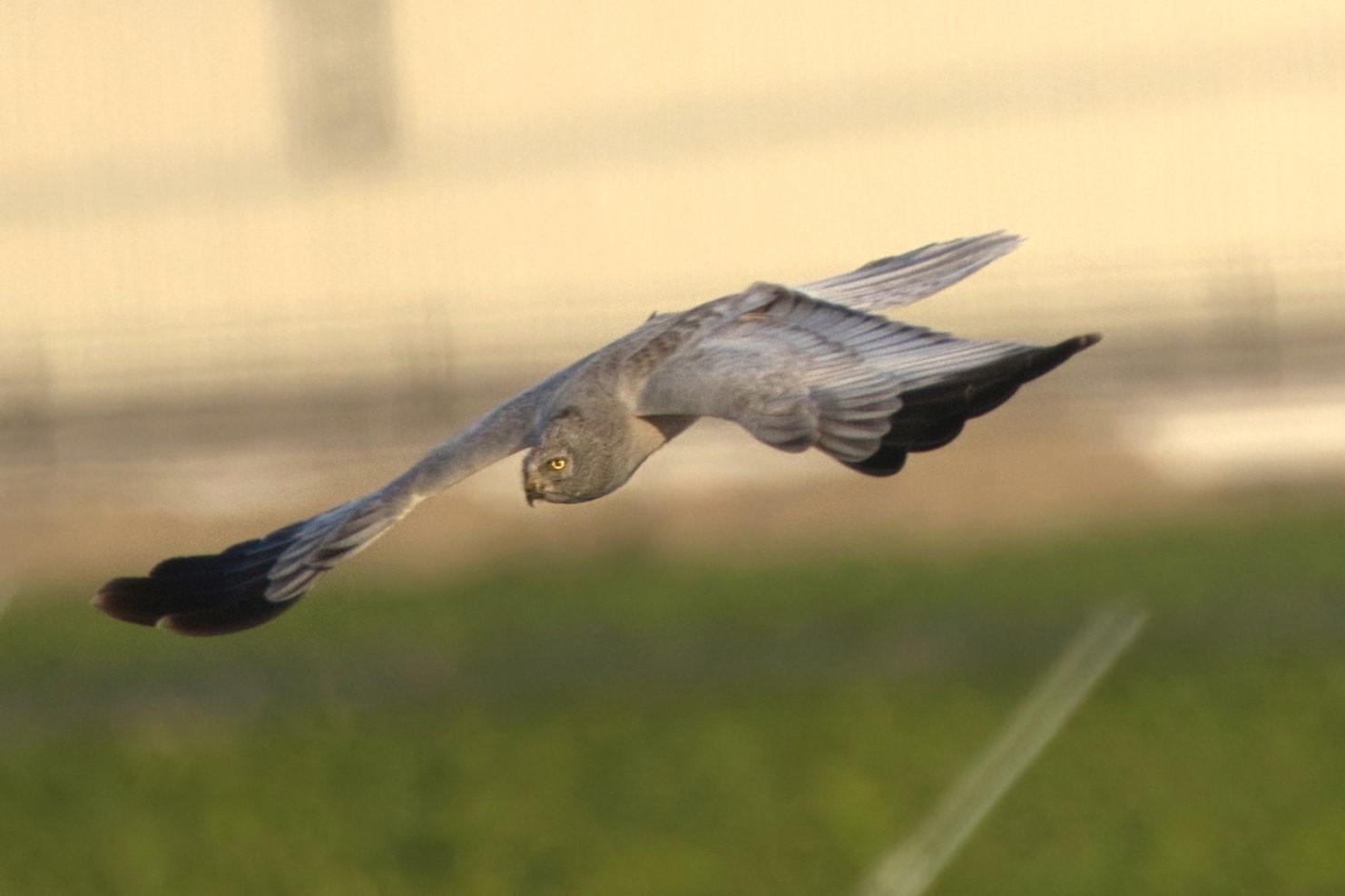 0G3A0080 ハイチュウISO500 SS1000