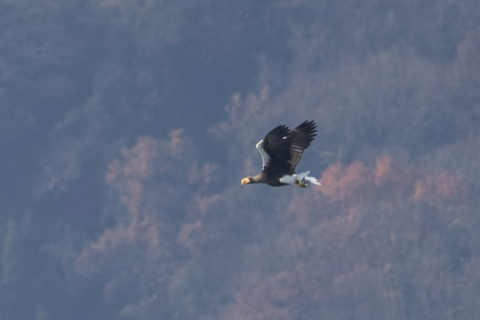 0G3A2403一応紅葉ってことで